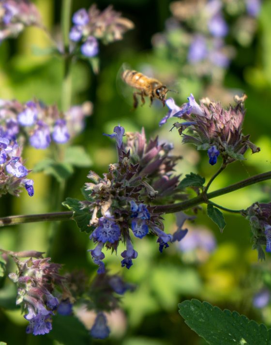 close up of small purple flowers with a bee flying near one bloom